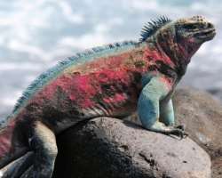 Marine iguanas are also found here that feed on seaweed.